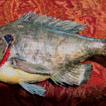 Lawn Express - This is my very first one and this is a bluegill perch skin mount. - Metal Fabricators Near Me Lawn Express - This is my very first one and this is a bluegill perch skin mount. - Metal Fabricators Near Me