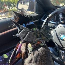 New leash