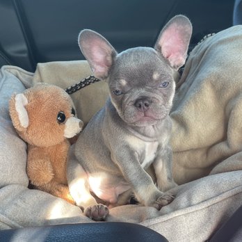 Willow Glen Frenchies - Pet Breeders Near Me Willow Glen Frenchies - Pet Breeders Near Me
