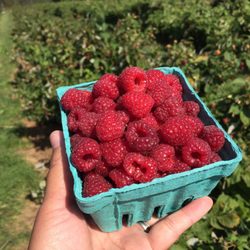 Easy Pickin's Orchard - Awesome raspberries