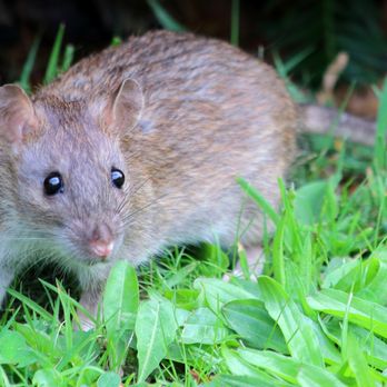 Pilchuck - Pest Control Near Me - Snohomish, Washington Pilchuck - Pest Control Near Me - Snohomish, Washington