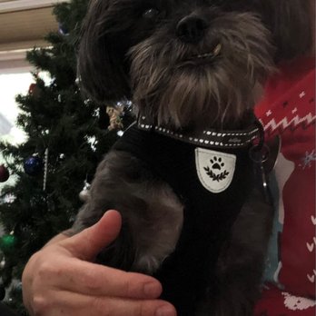 Old Town Animal Hospital - Here's Bailey for her routine check up. - Veterinarians Near Me - Katy, Texas