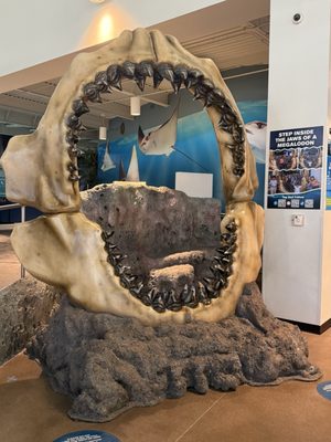 OdySea Aquarium by null