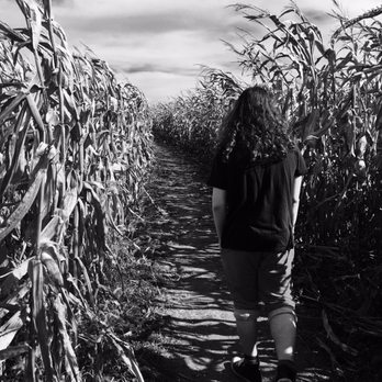Mulberry Orchard - Corn maze was great - Farmers Market Near Me - Shelbyville, Kentucky