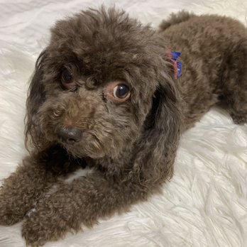 Pawllywood - Chocolate Mini Poodle - Pet Groomers Near Me - Union, New Jersey Pawllywood - Chocolate Mini Poodle - Pet Groomers Near Me - Union, New Jersey
