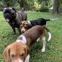 Photo of Flower Valley Dog Walking