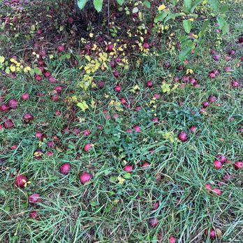 Hackleboro Orchards - apples on the ground - Fruits & Veggies Near Me - Canterbury, New Hampshire