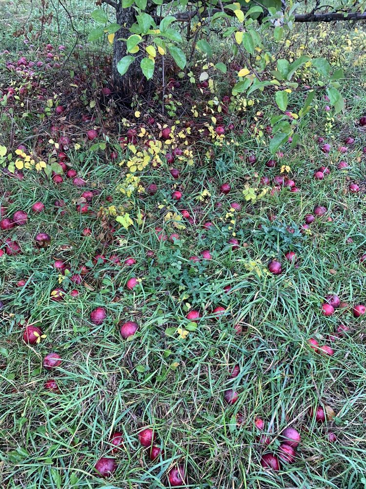 HACKLEBORO ORCHARDS Updated September 2024 61 Orchard Rd