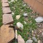 Photo of E&C Lawn Management