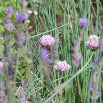 Sunshine Herbs - Chives in full bloom - Herbs & Spices Near Me - Show Low, Arizona Sunshine Herbs - Chives in full bloom - Herbs & Spices Near Me - Show Low, Arizona