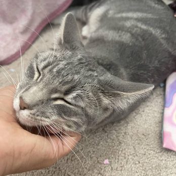 Club Cat - Cat - Pet Boarding Near Me - Irvine, California