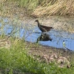 Tom Bennett Park - More Nature