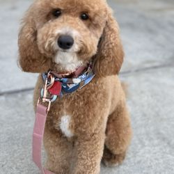 Bark Avenue Pet grooming - Mochi's first time at Bark Ave.
