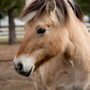 Photo of Healing Reins Therapeutic Riding Center