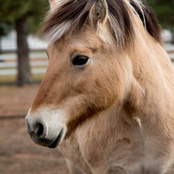 Healing Reins Therapeutic Riding Center