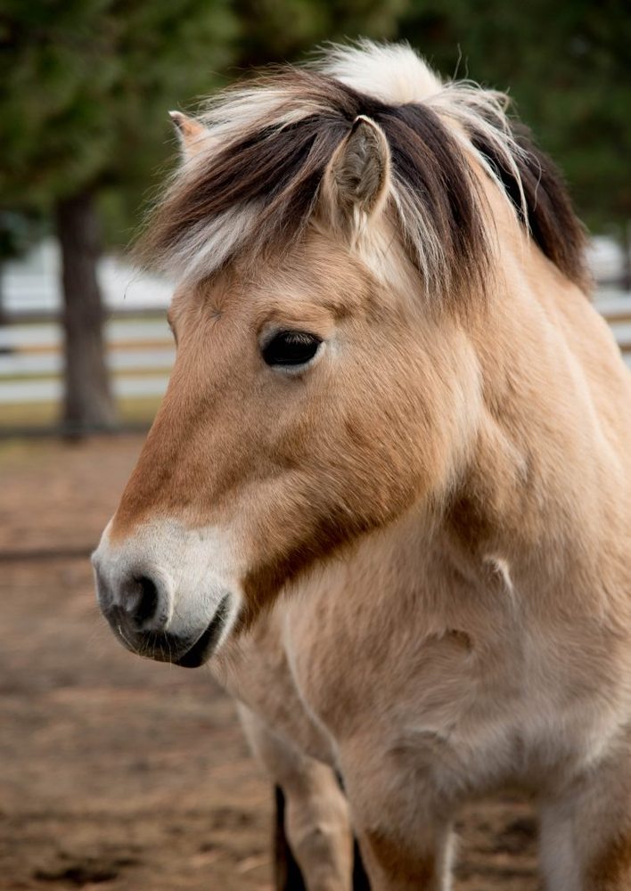 Healing Reins Therapeutic Riding Center Logo