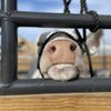 National Western Stock Show gift card