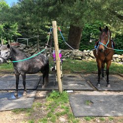 Another Farm - Well loved horses and ponies