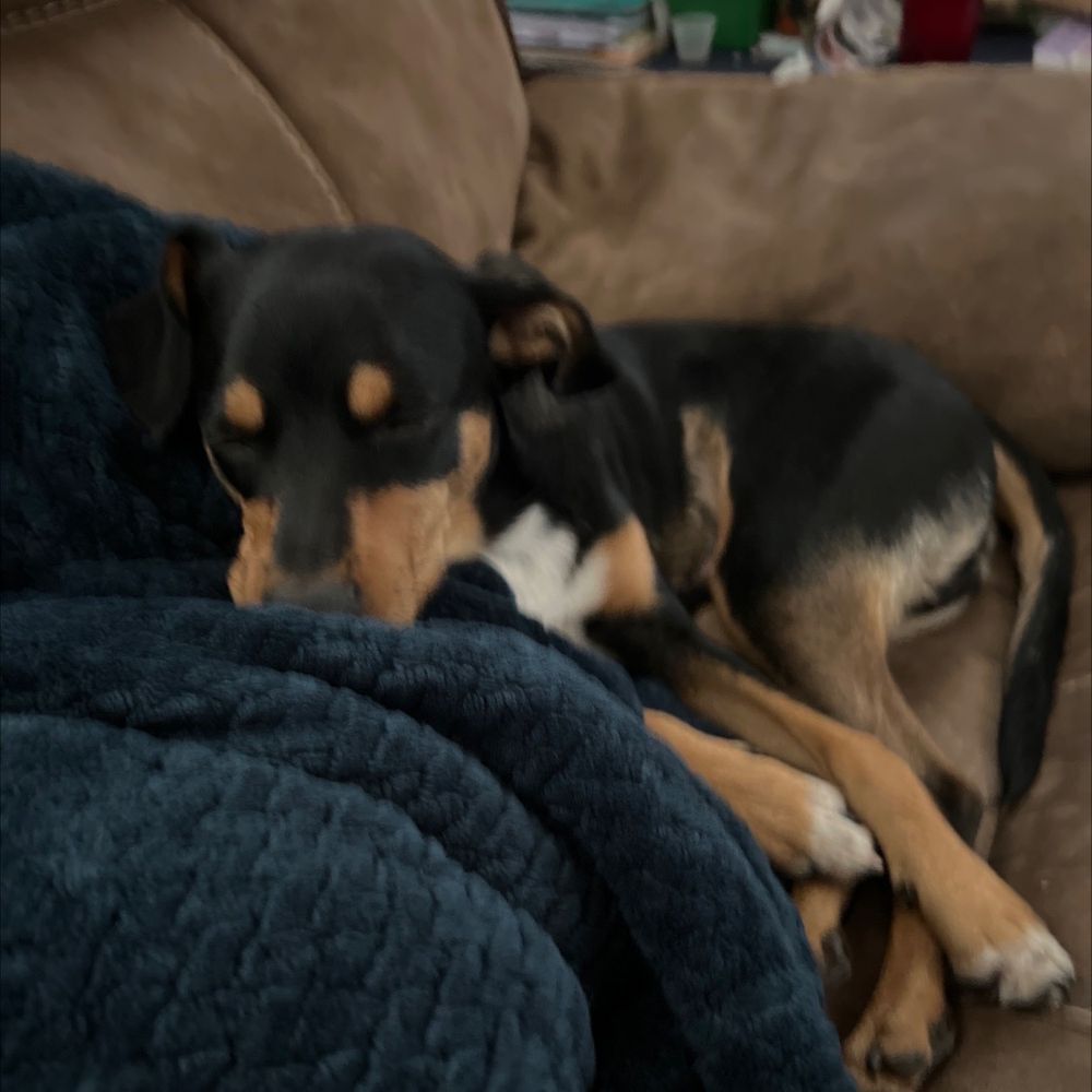 JUDY VETERINARY CLINIC Updated September 2024 21 Photos & 125 Reviews 1764 N 2nd St, El