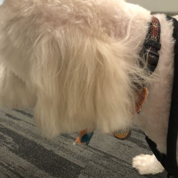 Pet Paradise Grooming - Uneven ear 1 - Pet Groomers Near Me - Concord, California Pet Paradise Grooming - Uneven ear 1 - Pet Groomers Near Me - Concord, California