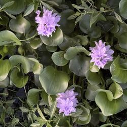 Florence Marina State Park - Lily pads at Marina
