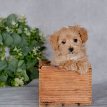 Hidden Gem Puppies - Pet Breeders Near Me Hidden Gem Puppies - Pet Breeders Near Me