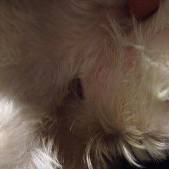 HI Doggie - More pictures of my dog's cut after grooming at Hi Doggie - Pet Groomers Near Me - Monterey Park, California HI Doggie - More pictures of my dog's cut after grooming at Hi Doggie - Pet Groomers Near Me - Monterey Park, California