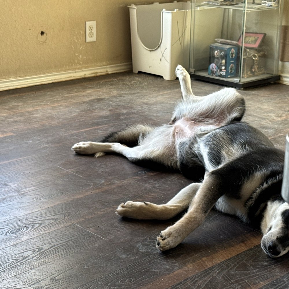 Mil Maids Cleaning Services - Living room with our ONE and only dog. - Home Cleaning Near Me