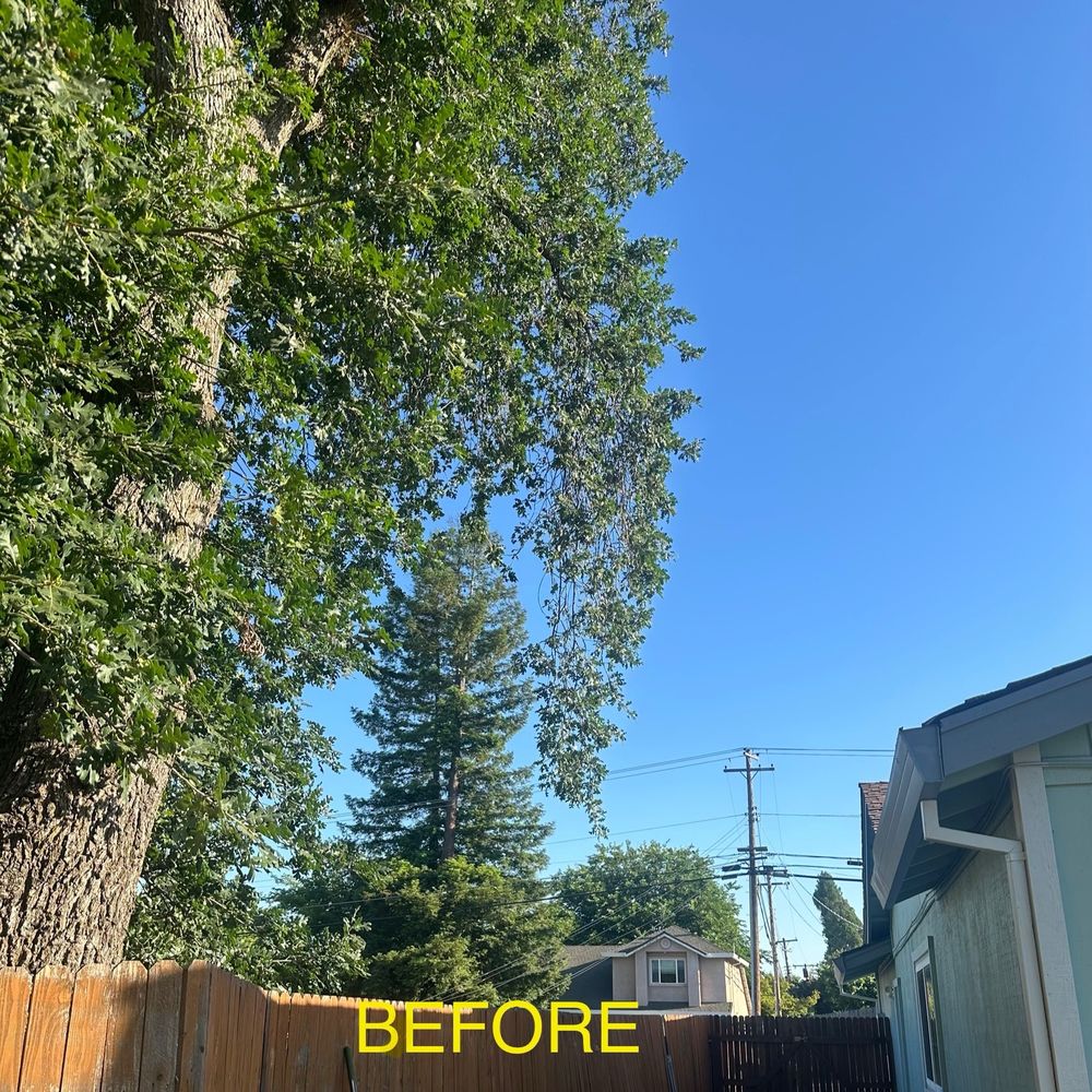 Arbor Evergreen - Overhang prior to cutback - Tree Services Near Me