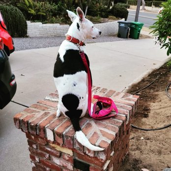 MexiVet Express - Veterinarians Near Me
