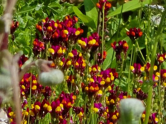 Royal Botanic Garden Edinburgh by null