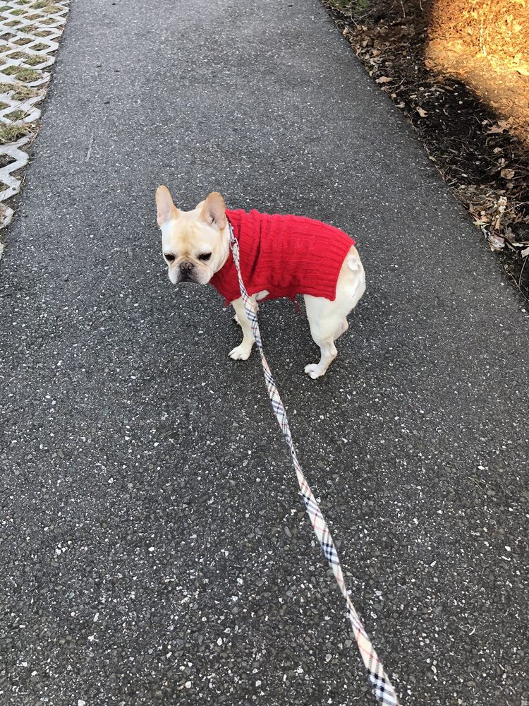 WAGS, WIGGLES & PURRS PET CARE Updated April 2024 49 Photos