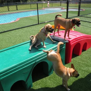 Happy Paws Pet Resort - Doggie Day Care - over 6,000 sq.ft. of synthetic grass, that way your dog will go home clean! - Pet Sitting Near Me - Orlando, Florida Happy Paws Pet Resort - Doggie Day Care - over 6,000 sq.ft. of synthetic grass, that way your dog will go home clean! - Pet Sitting Near Me - Orlando, Florida