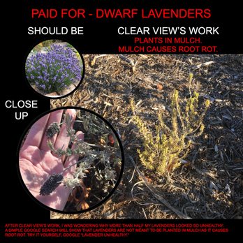Clear View Tree Services - "Root Rot: Causes. ...planted too close together or organic material around plant (such as mulch...)" - Garden Report - Tree Services Near Me