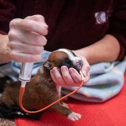 Whelping Hands