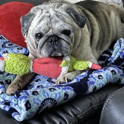 Holyoke Animal Hospital - My beautiful friend, Biscuit the Pug.