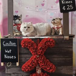 Cat Grooming Singapore Gentle & Cat Loving | Likeable Pets
