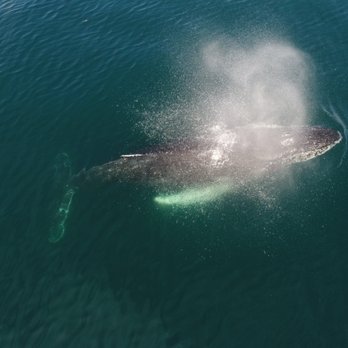 Newport Landing - Humpback - Whale Watching Tours Near Me - Newport Beach, California