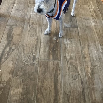 Smelly Dog - My poor pup. - Pet Groomers Near Me - Phoenix, Arizona Smelly Dog - My poor pup. - Pet Groomers Near Me - Phoenix, Arizona