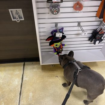 PetSmart Doggie Day Camp - Pet Stores Near Me - Concord, California PetSmart Doggie Day Camp - Pet Stores Near Me - Concord, California