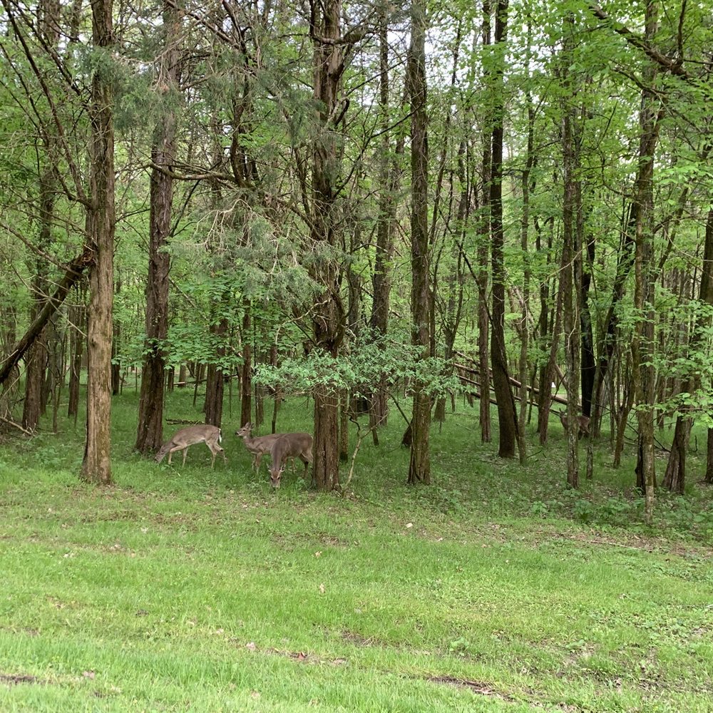 Deer!