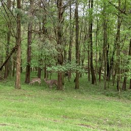 Deer! Deer!