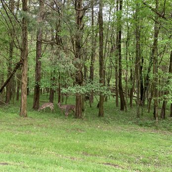 Bledsoe Creek State Park - Deer! - Parks Near Me - Gallatin, Tennessee Bledsoe Creek State Park - Deer! - Parks Near Me - Gallatin, Tennessee