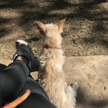 Dog On Fun - Two days before getting groomed - Pet Sitting Near Me - Covina, California