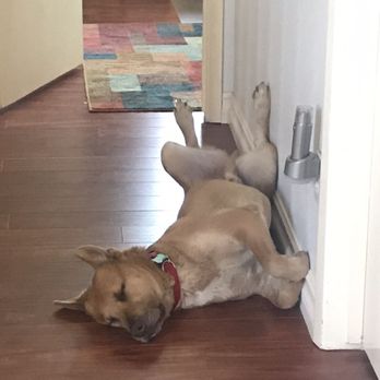Upland Animal Shelter - He has two beds but likes to sleep like this in the hallway - Animal Shelters Near Me - Upland, California