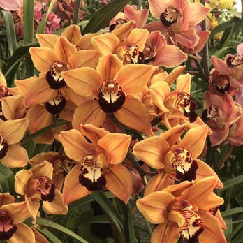 The Flower Fields - Venues & Event Spaces Near Me - Carlsbad, California The Flower Fields - Venues & Event Spaces Near Me - Carlsbad, California