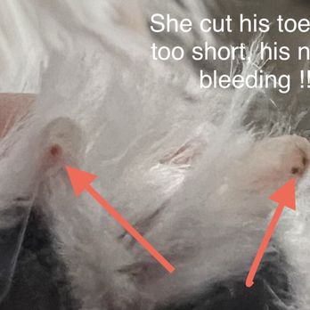 Petco - Cut too short!! bleeding!! - Pet Training Near Me - Temecula, California Petco - Cut too short!! bleeding!! - Pet Training Near Me - Temecula, California