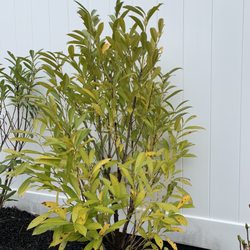 Landex Evergreen Nursery