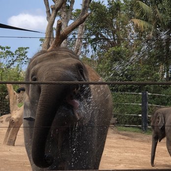 Taronga Zoo - Thirsty elephant - Zoos Near Me - Mosman, NSW Taronga Zoo - Thirsty elephant - Zoos Near Me - Mosman, NSW