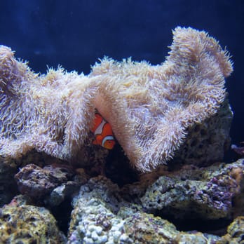 Seattle Aquarium - Finding Nemo - Aquariums Near Me - Seattle, Washington Seattle Aquarium - Finding Nemo - Aquariums Near Me - Seattle, Washington